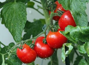 Pomodori freschi coltivati in casa, con foglie verdi e rigogliose, pronti per il raccolto.