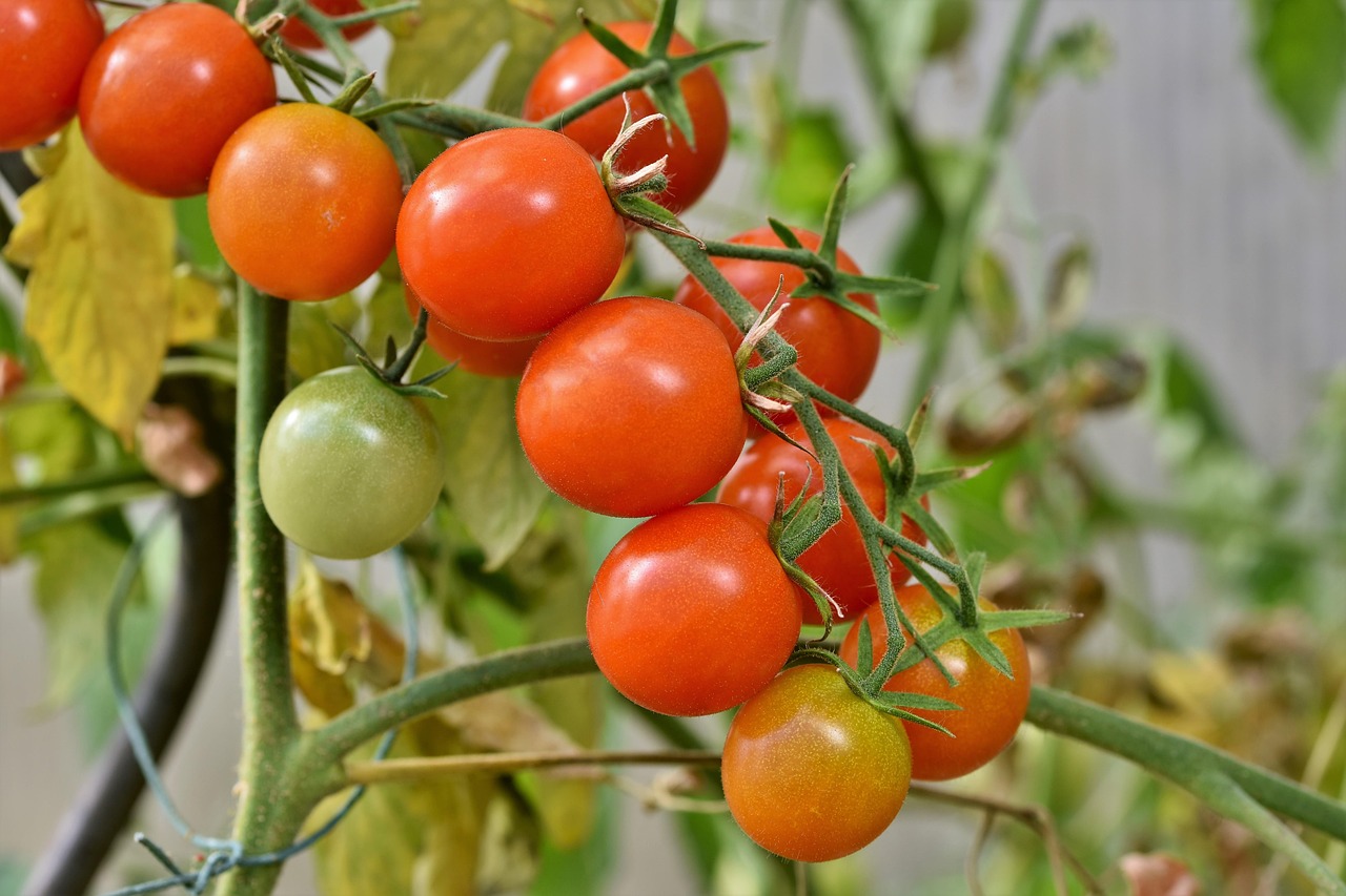 Pomodori maturi coltivati in vaso su un balcone soleggiato.